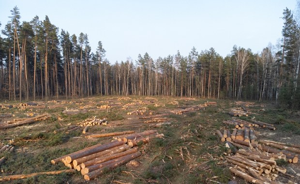 Europa traci tereny zielone. Polska w czołówce niechlubnego rankingu