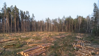Europa traci tereny zielone. Polska w czołówce niechlubnego rankingu