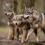 Europejski kraj bije rekordy w kwestii wilków. Takich liczb dawno nie było