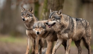 Europejski kraj bije rekordy w kwestii wilków. Takich liczb dawno nie było