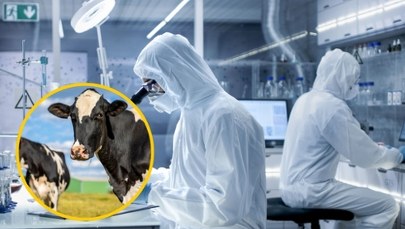 Europejski kraj ogłasza stan klęski żywiołowej. Pojawiła się choroba zakaźna 