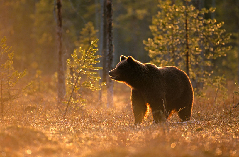 Europejski niedźwiedź brunatny /Getty Images