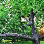 Europejskie Drzewo Roku 2023. Wśród kandydatów dąb "Fabrykant" z Łodzi