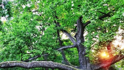 Europejskie Drzewo Roku 2023. Wśród kandydatów dąb "Fabrykant" z Łodzi