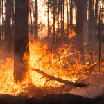 Europejskie lasy płoną, a rządy zwalniają strażaków