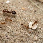 Europie grozi inwazja czerwonych mrówek ogniowych  