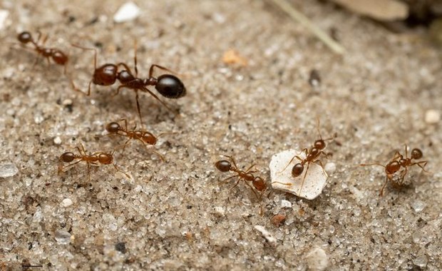 Europie grozi inwazja czerwonych mrówek ogniowych  