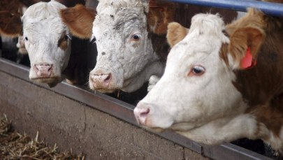 Europosłowie chcą zakazu faszerowania zwierząt antybiotykami