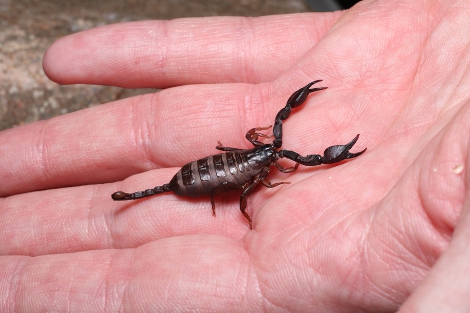 Euscorpius italicus, czyli skorpion włoski /Shutterstock