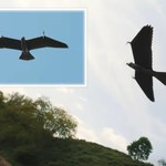 Evolution Eagle - ten wojskowy dron wygląda jak prawdziwy orzeł!