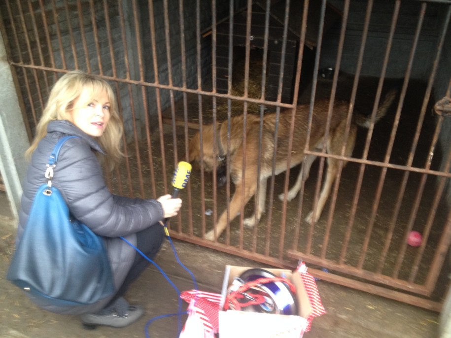 Ewa Kwaśny odwiedziła schronisko w Dyminach. Na zdj. z Marsem /Rafał Kwaśny /RMF FM