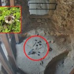 pieniński park narodowy "Ewakuacja" piskląt z ruin zamku. Chciały dostać się nad wodę, wkroczyli ludzie