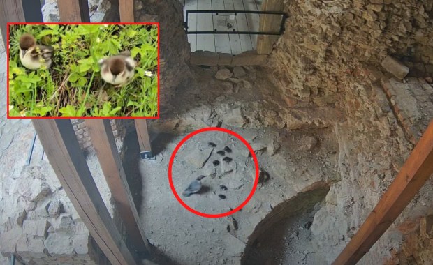 "Ewakuacja" piskląt z ruin zamku. Chciały dostać się nad wodę, wkroczyli ludzie