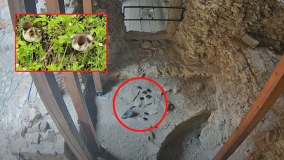 "Ewakuacja" piskląt z ruin zamku. Chciały dostać się nad wodę, wkroczyli ludzie