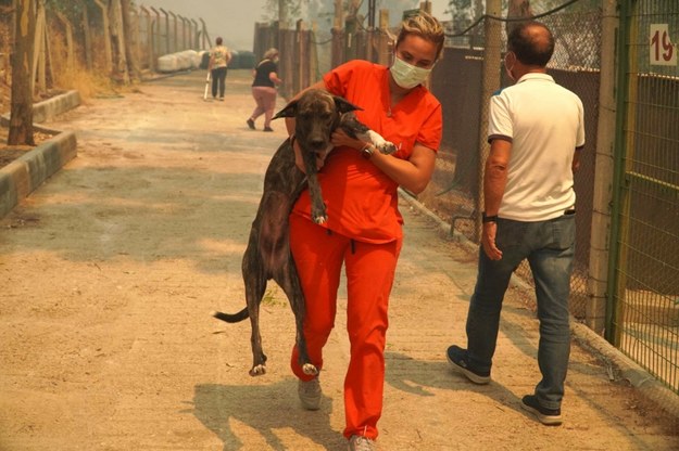 Ewakuacja zwierząt w okolicach Izmiru. /Depo Photos/ABACA/Abaca/East News /East News