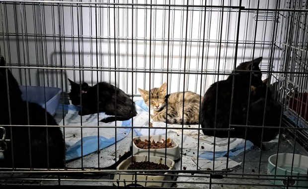 Ewakuowała prawie 100 kotów. Mieszkają pod jednym dachem z kilkuosobową rodziną