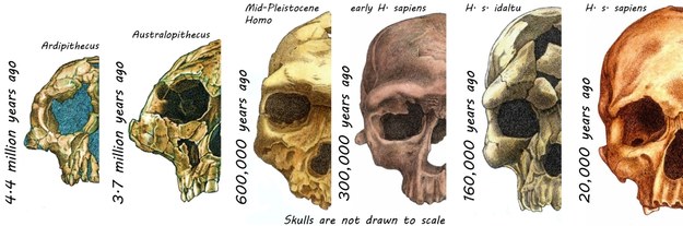 Ewolucja czaszek hominidów przez 4,4 miliona lat /Rodrigo Lacruz /Materiały prasowe