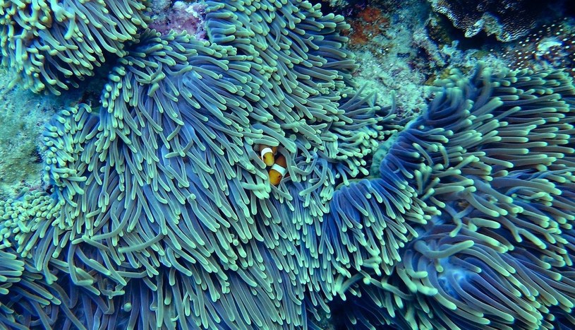 Ewolucja kierowana okazuje się dobrym sposobem na przetrwanie raf koralowych /Geekweek