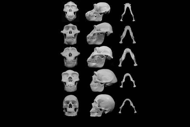 Ewolucja kształtu kosci czaszki Źródło: University of Utah /RMF24