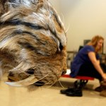 Ewolucja niemal zupełnie się tu zatrzymała. Skutki są widoczne