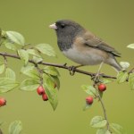 Ewolucja przyspieszyła. Pojawiający się w Polsce ptak zmienił dziób