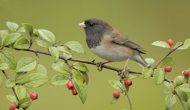 Ewolucja przyspieszyła. Pojawiający się w Polsce ptak zmienił dziób