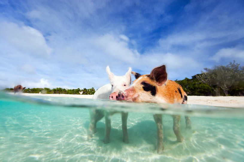 Exuma Cays na Bahamach to raj dla świnek morskich /Pixel /Pixel