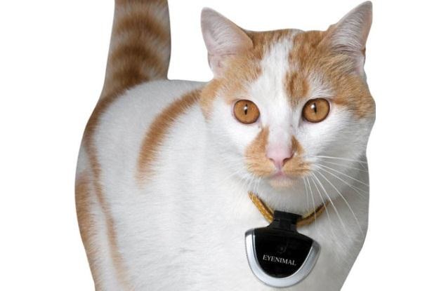 Eyenimal - prosty sposób na poznanie ścieżek waszego kota /materiały prasowe