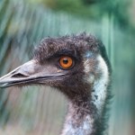 Fabiś na gigancie. Uciekł do lasu, bo wystraszył się huku fajerwerków