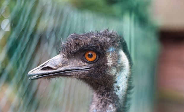 Fabiś na gigancie. Uciekł do lasu, bo wystraszył się huku fajerwerków