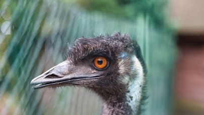 Fabiś na gigancie. Uciekł do lasu, bo wystraszył się huku fajerwerków