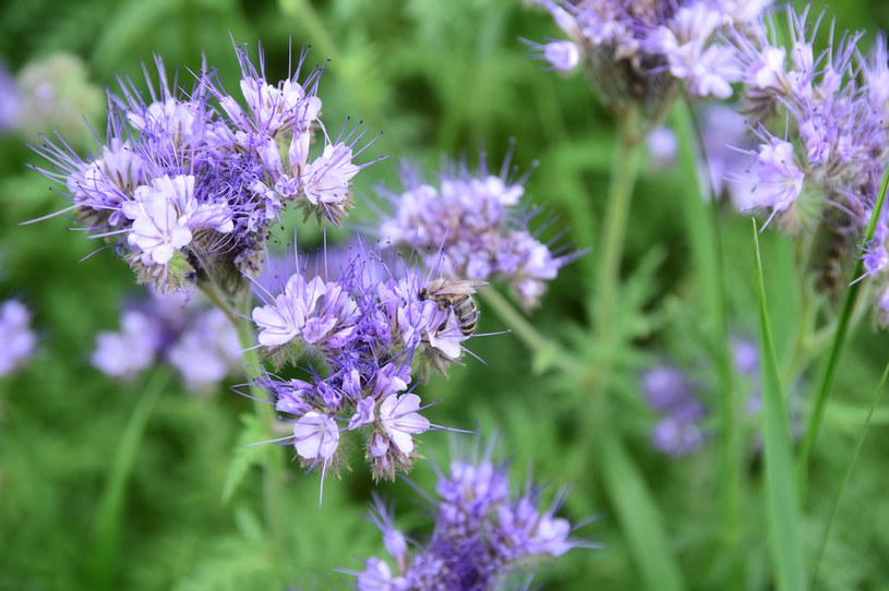 Facelia to roślina bardzo ceniona przez pszczelarzy i rolników /123RF/PICSEL