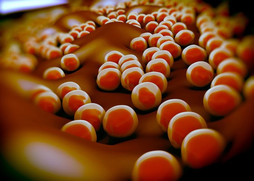Fagemidy pomogą pokonać superbakterie? /123RF/PICSEL