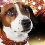 Fajerwerki to koszmar dla Twojego psa. Ekspertka zdradza 7 sposobów na uspokojenie pupila