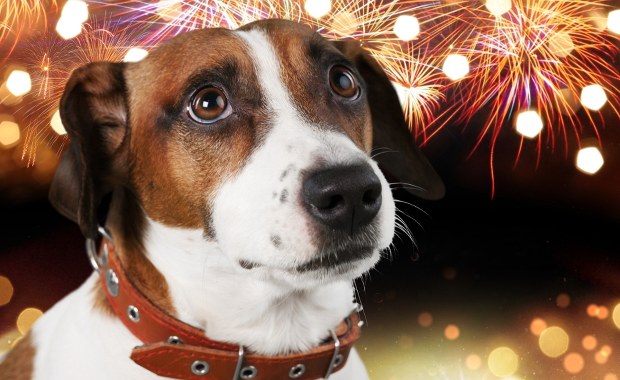 Fajerwerki to koszmar dla Twojego psa. Ekspertka zdradza 7 sposobów na uspokojenie pupila