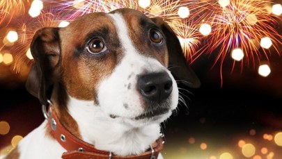 Fajerwerki to koszmar dla Twojego psa. Ekspertka zdradza 7 sposobów na uspokojenie pupila