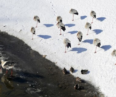 Fala przymrozków. Temperatura mocno spadnie