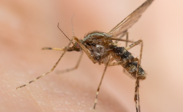 Fala upałów niszczy komary. Liczba owadów spadła o połowę