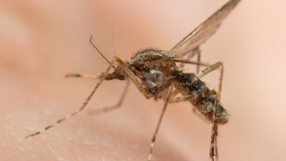 Fala upałów niszczy komary. Liczba owadów spadła o połowę