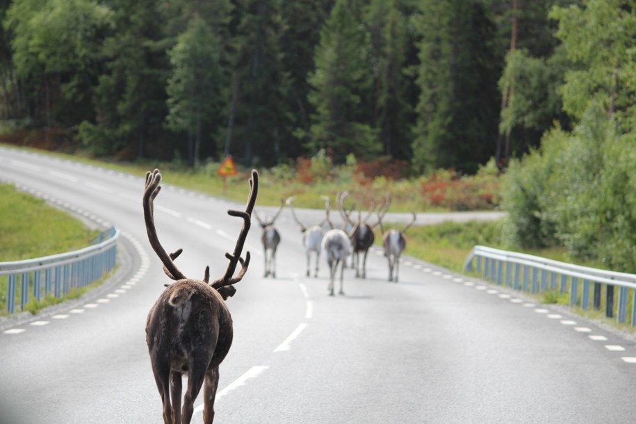 Upały dotarły do Laponii. Jak radzi sobie Mikołaj?