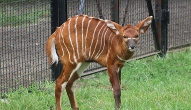 Fantastyczne narodziny w polskim zoo. To zwierzę jest skrajnie rzadkie