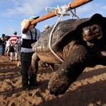 „Fantastyczny żółw olbrzymi” nie wymarł. Po 116 latach zidentyfikowano żywego osobnika