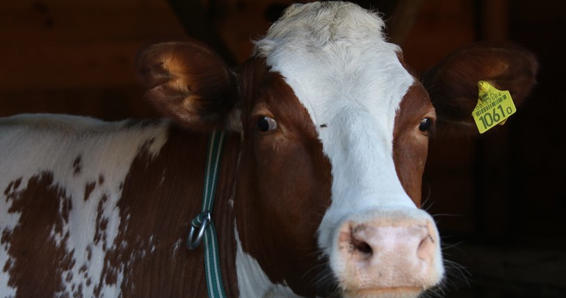 Farma: Krowa Balbina będzie się cielić /materiały prasowe