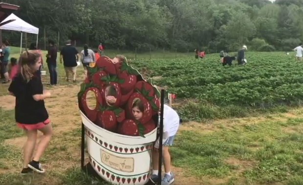 Farmy, czyli wielka miłość Amerykanów