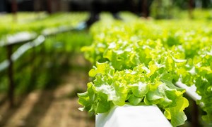 Farmy wertykalne. Zdrowa, ekologiczna alternatywa czy faszerowanie chemią?
