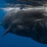 Fascynujące odkrycie ze świata wielorybów. Kaszaloty mają demokrację