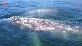 Fascynujące spotkanie z wielorybem