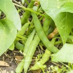 Fasola najbardziej trującą rośliną 2026 roku. Skąd tak zaskakujący wybór?