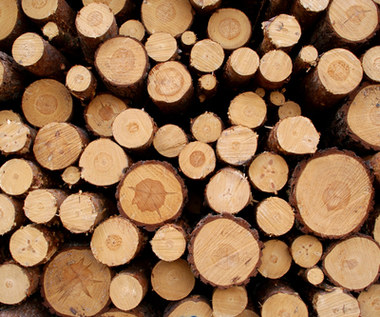 Fatalna sytuacja na rynku drewna. Będą ograniczenia?
