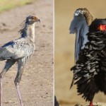 Fatalna sytuacja z drapieżnymi ptakami Afryki. Gwałtowny spadek
